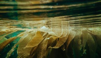 Zdravie štítnej žľazy, nechty a vlasy. Morská riasa kelp je výnimočný zdroj jódu