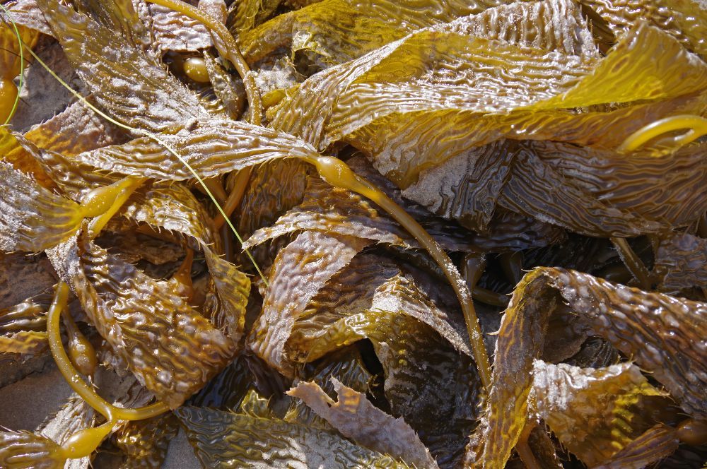 Pohľad na morskú riasu kelp, ktorá je plná jódu, ktorý má zásadný význam pre ľudské zdravie a zdravie štítnej žľazy. 