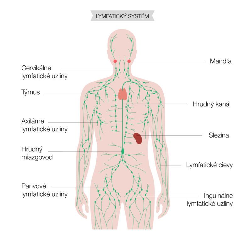 Infografika zobrazujúca jednotlivé časti lymfatického systému.